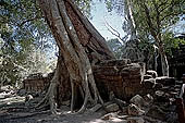 Ta Prohm temple - silk-cotton trees rising over the ruins 